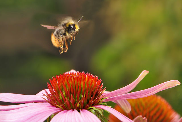 bumble bee hovering above a pink flower