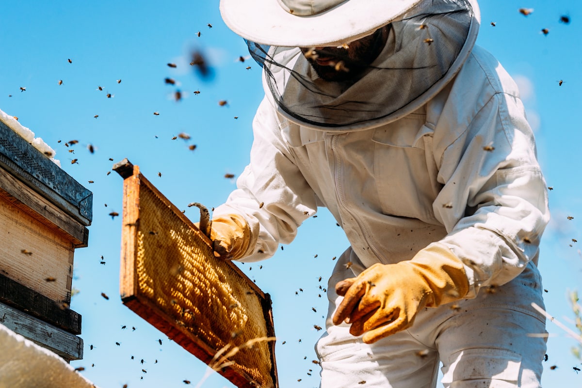 a person wearing a full-body white beekeeper outfit complete with veil and yellow gloves bends over their bee houses and pulls out a tray of honeycomb as bees swirl in the foreground and blue skies in the background