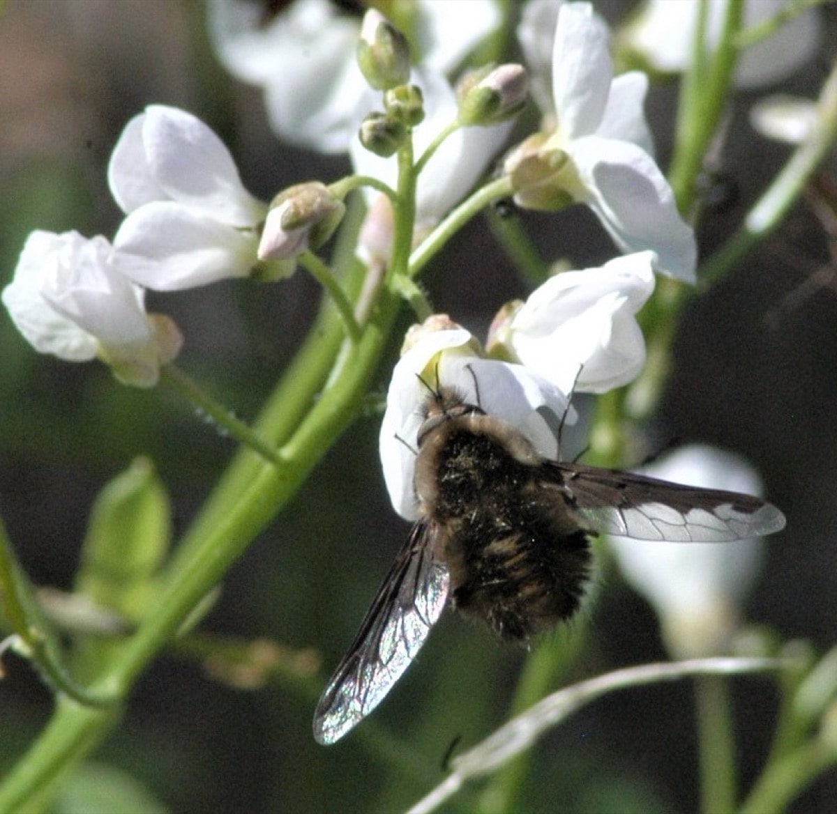 fly hanging on white-petaled flower with its head stuck inside