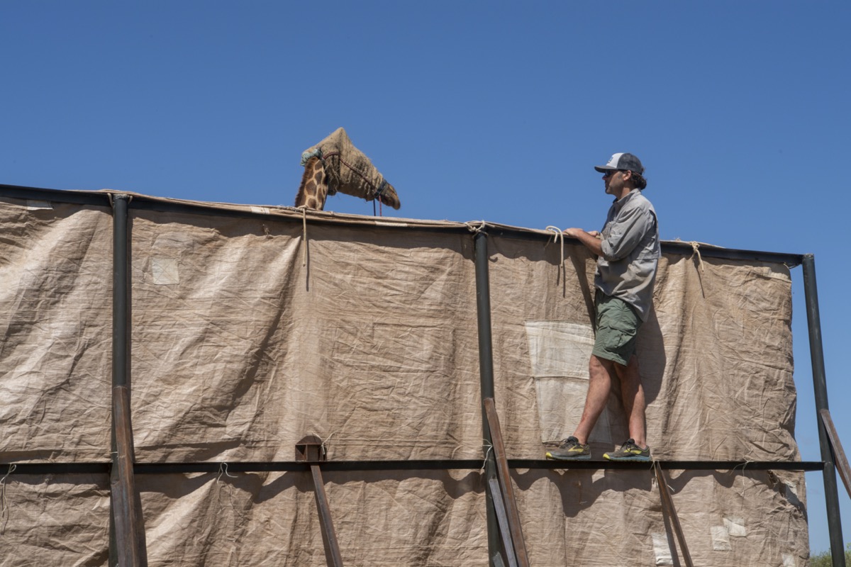 a man in a cap looks over a giraffe that is blindfolded