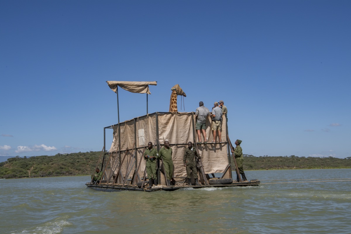 a giraffe floating on a barge with scientists monitoring while it gets transported