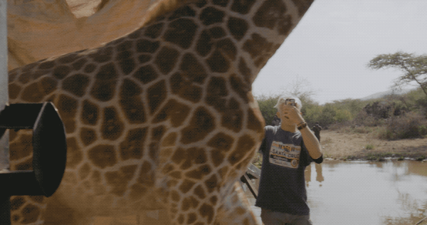 a slow motion gif of a giraffe galloping 