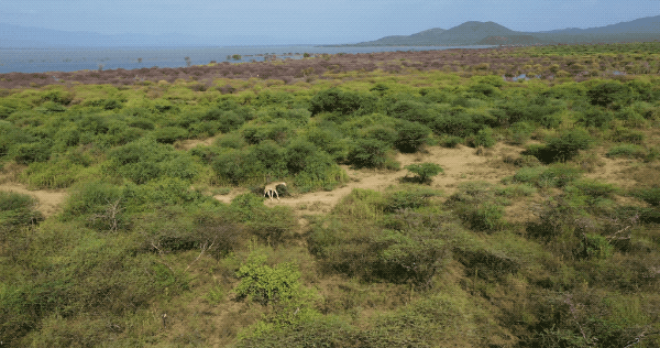 an aerial view of a giraffe walking through plains