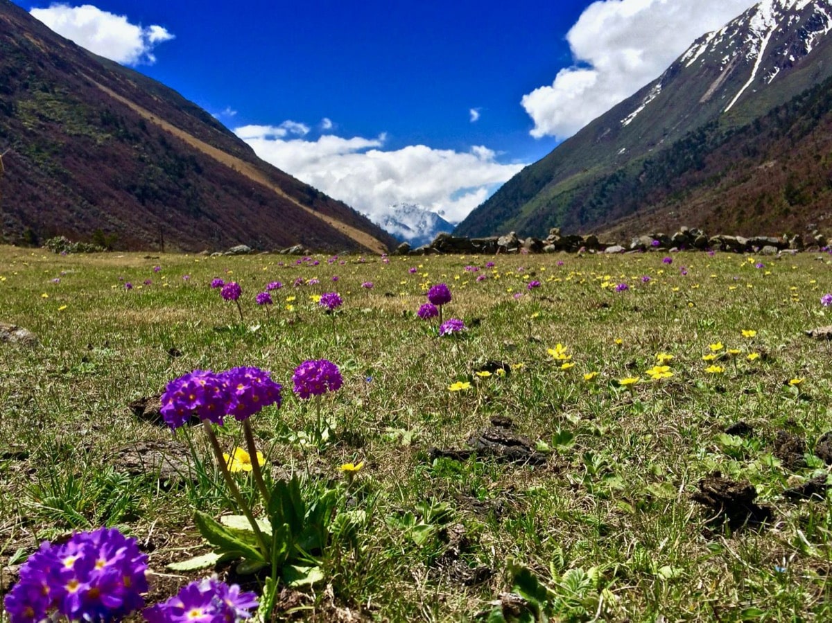 bright and sunny image of a field scattered with purple wildflowers and pollinators hovering nearby, with two mountains and blue skies in the background