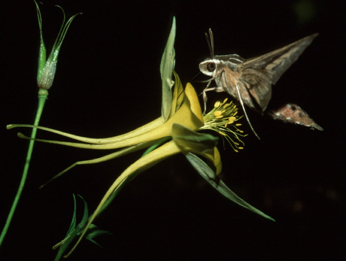 large insect lands on yellow flower against black background