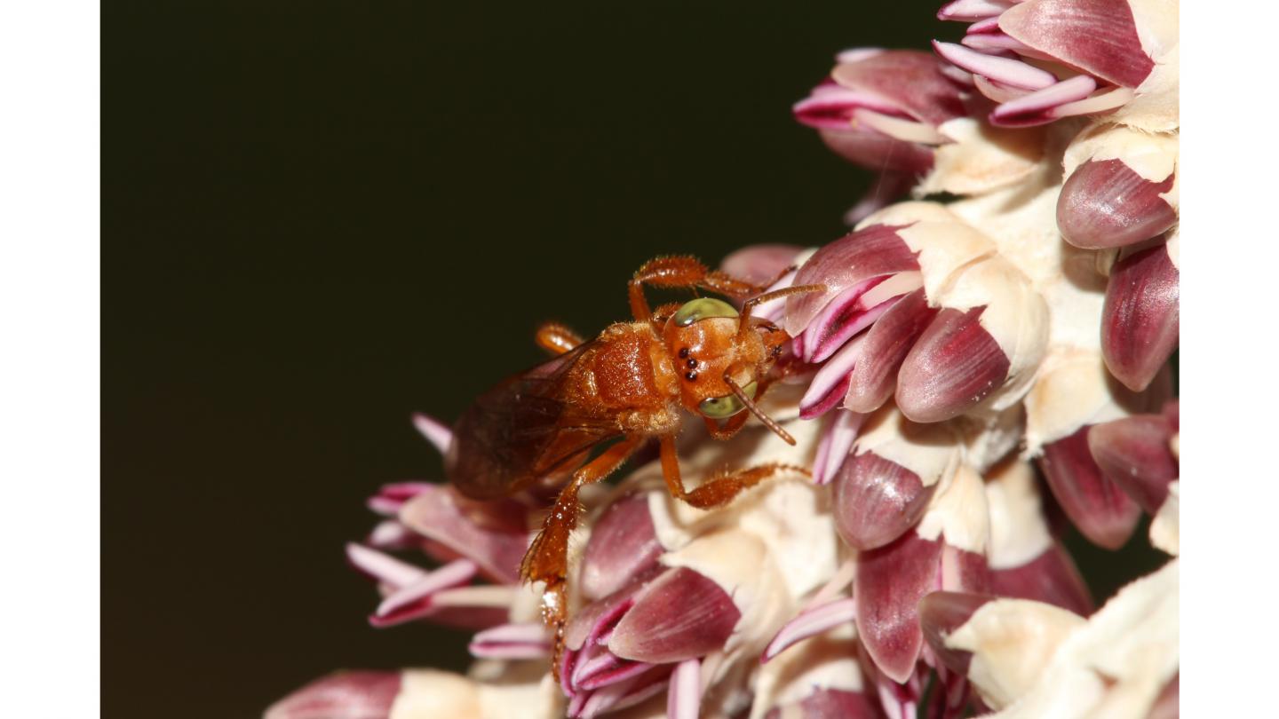 a small flying insect feeding and pollinating on a pink flower