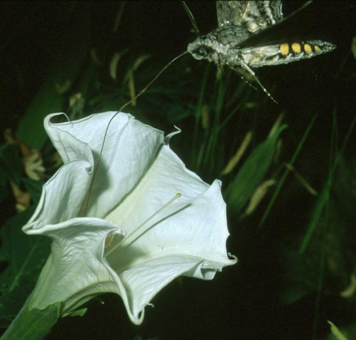 an insect approaches a conical white flower for pollination