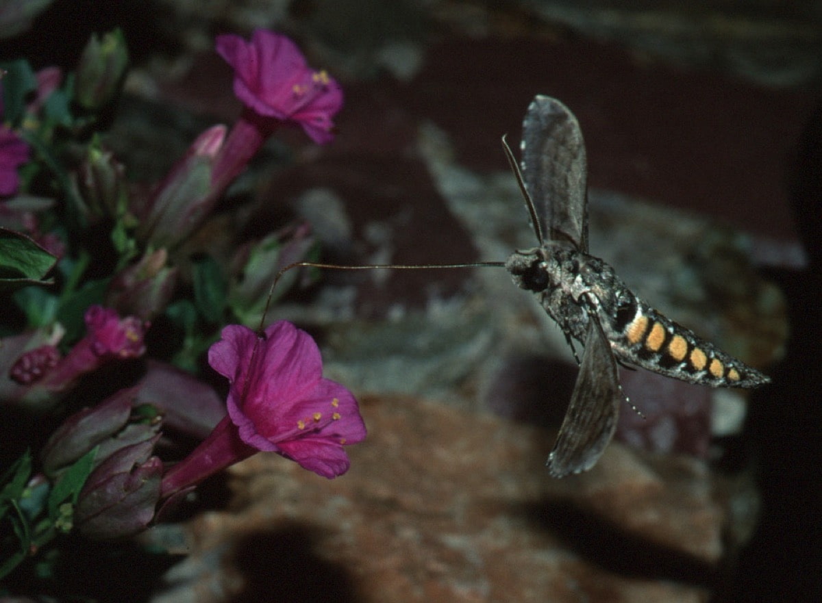 an insect approaches a purple flower for pollinating