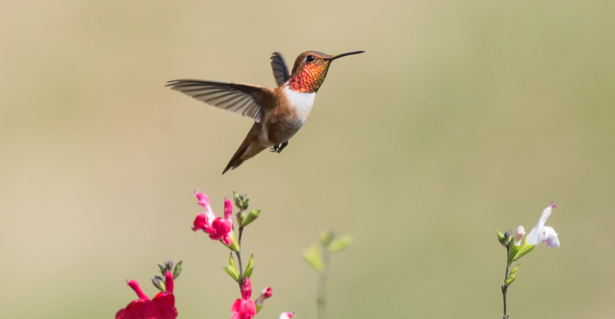 a hummingbird in flight with bright orange plumage around its neck and brown and white wings and body