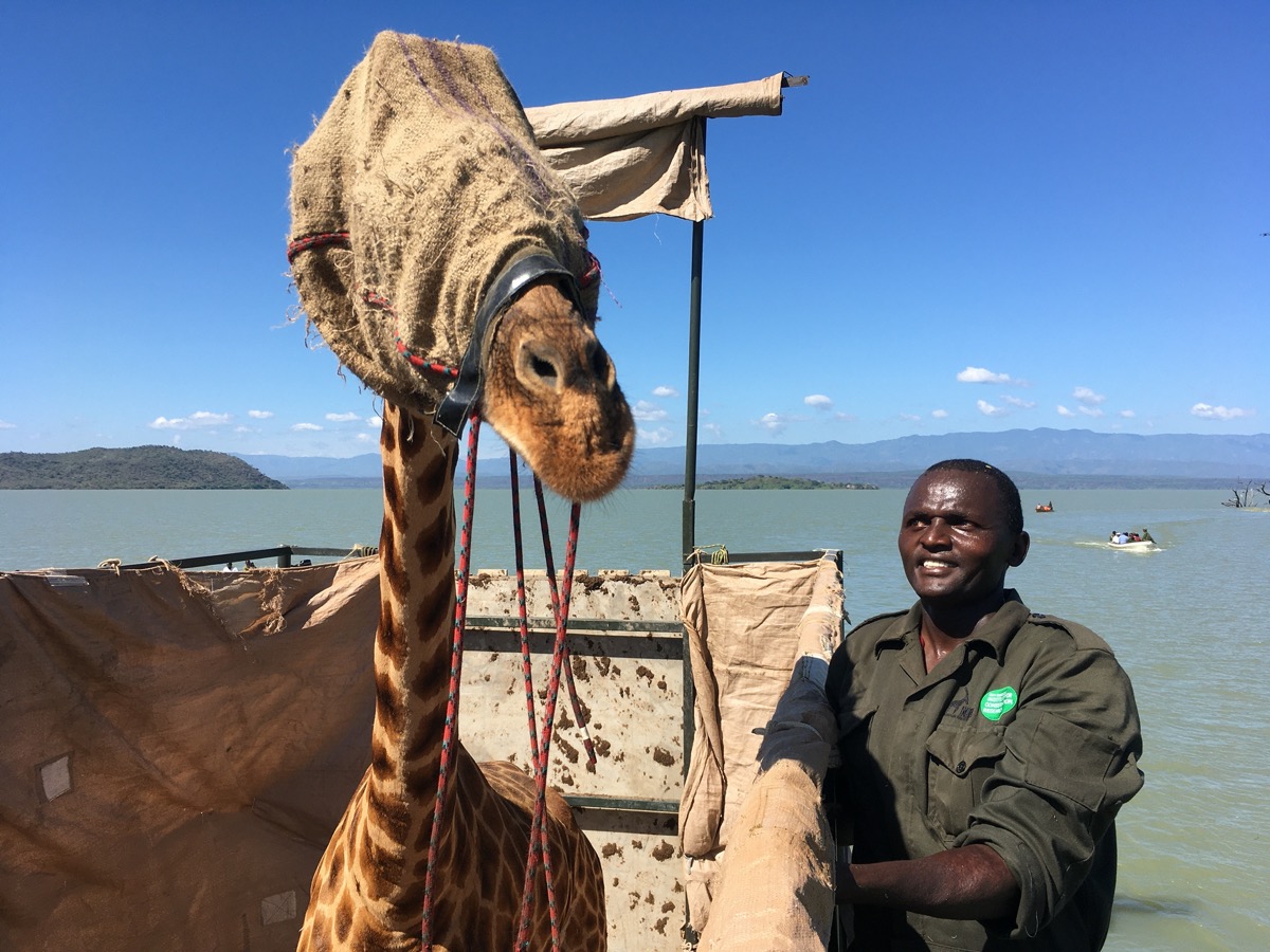 a man stands next to a giraffe blindfolded so it isnt frightened, as they sail on a barge