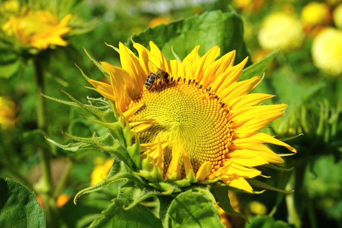 medium-wide shot of a bright yellow sunflower with an insect pollinating it. there are other sunflowers in the background