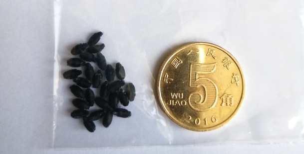 a pile of small black 3d printed beetles next to a gold coin to show size