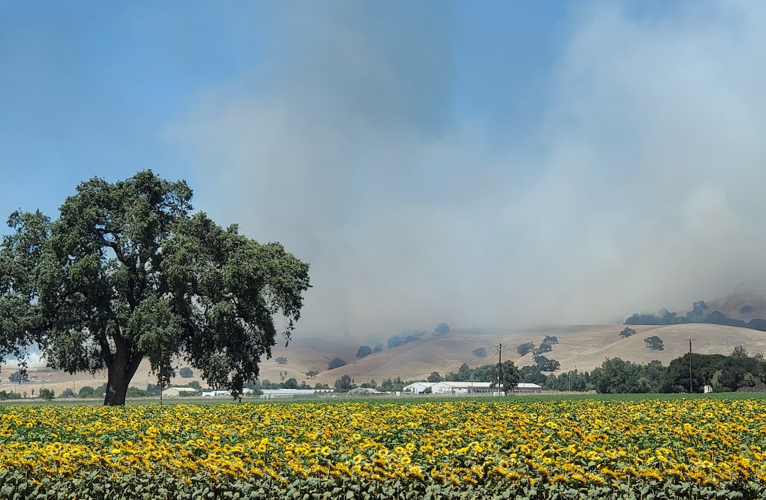 smoke from a fire in the foothills. in the foreground are sunflowers and a tree