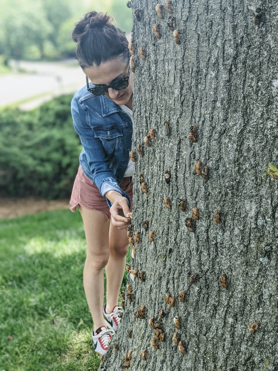 a woman in sunglasses and denim jacket collects cicadas clinging to a tree