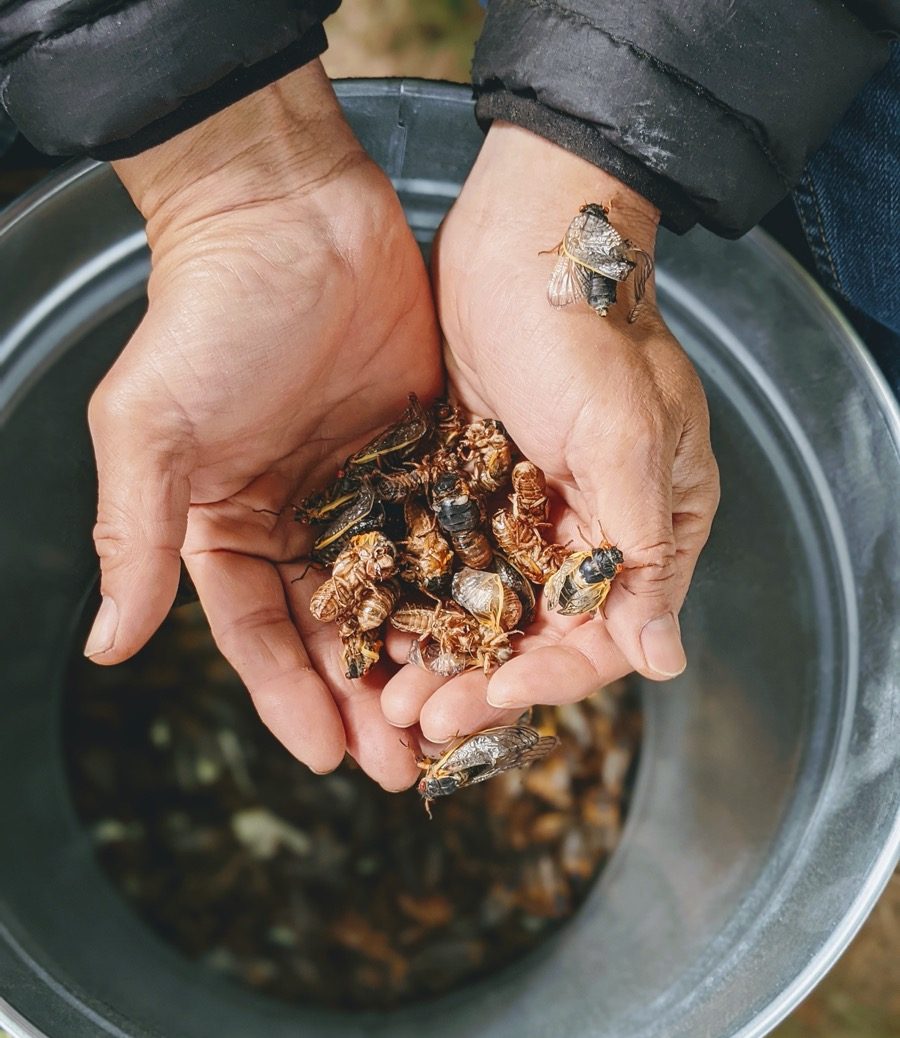 two hands holding a bunch of cicadas from a bucket underneath