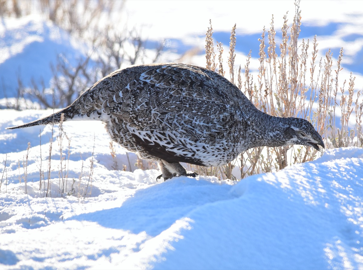 Saving The American West’s Sagebrush Sea