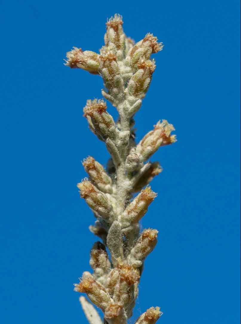 a close up of a light green stem covered in little buds of pale yellow flowers, held against a blue sky