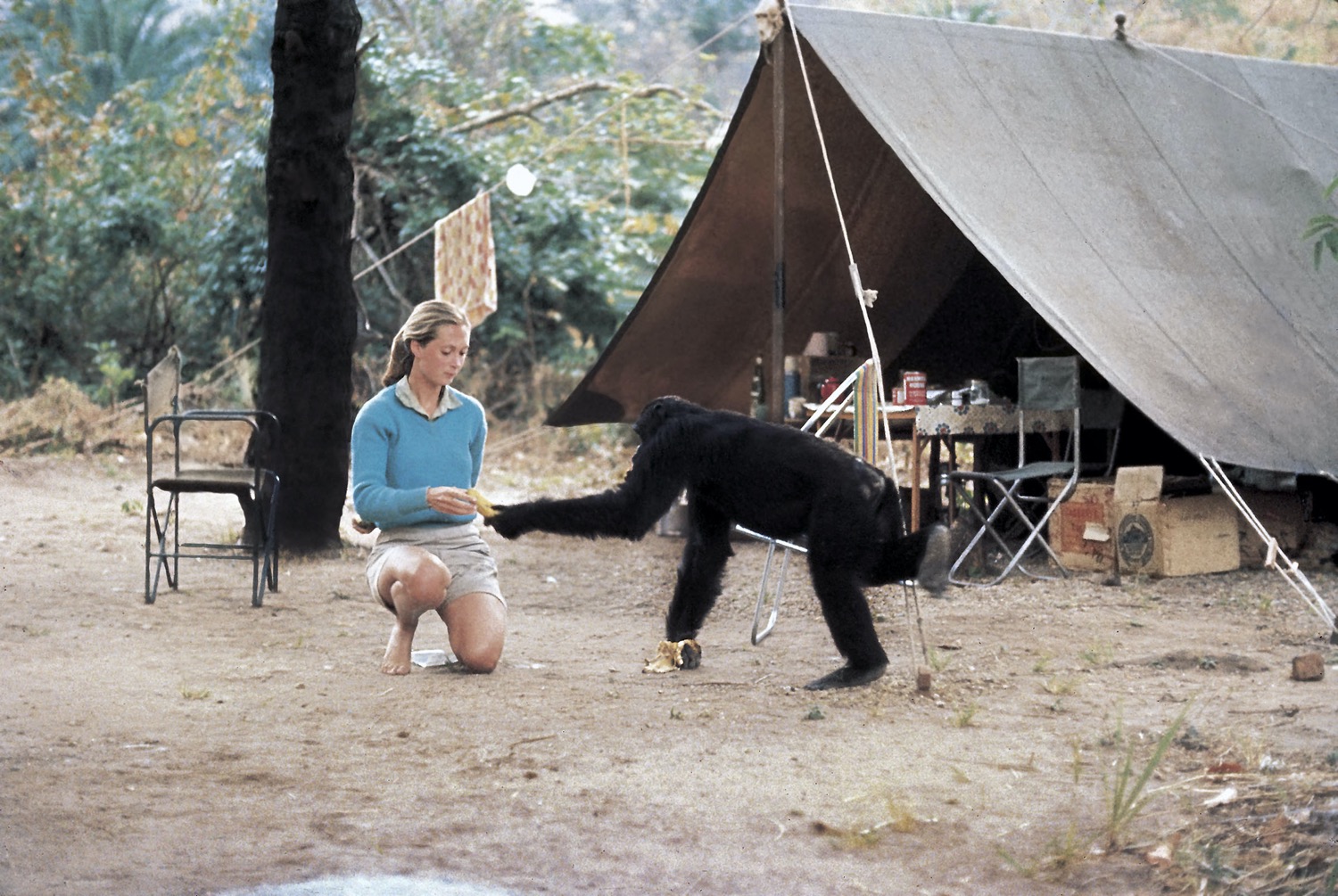 a young woman in a blue sweater kneels as a chimp holds out a hand to her