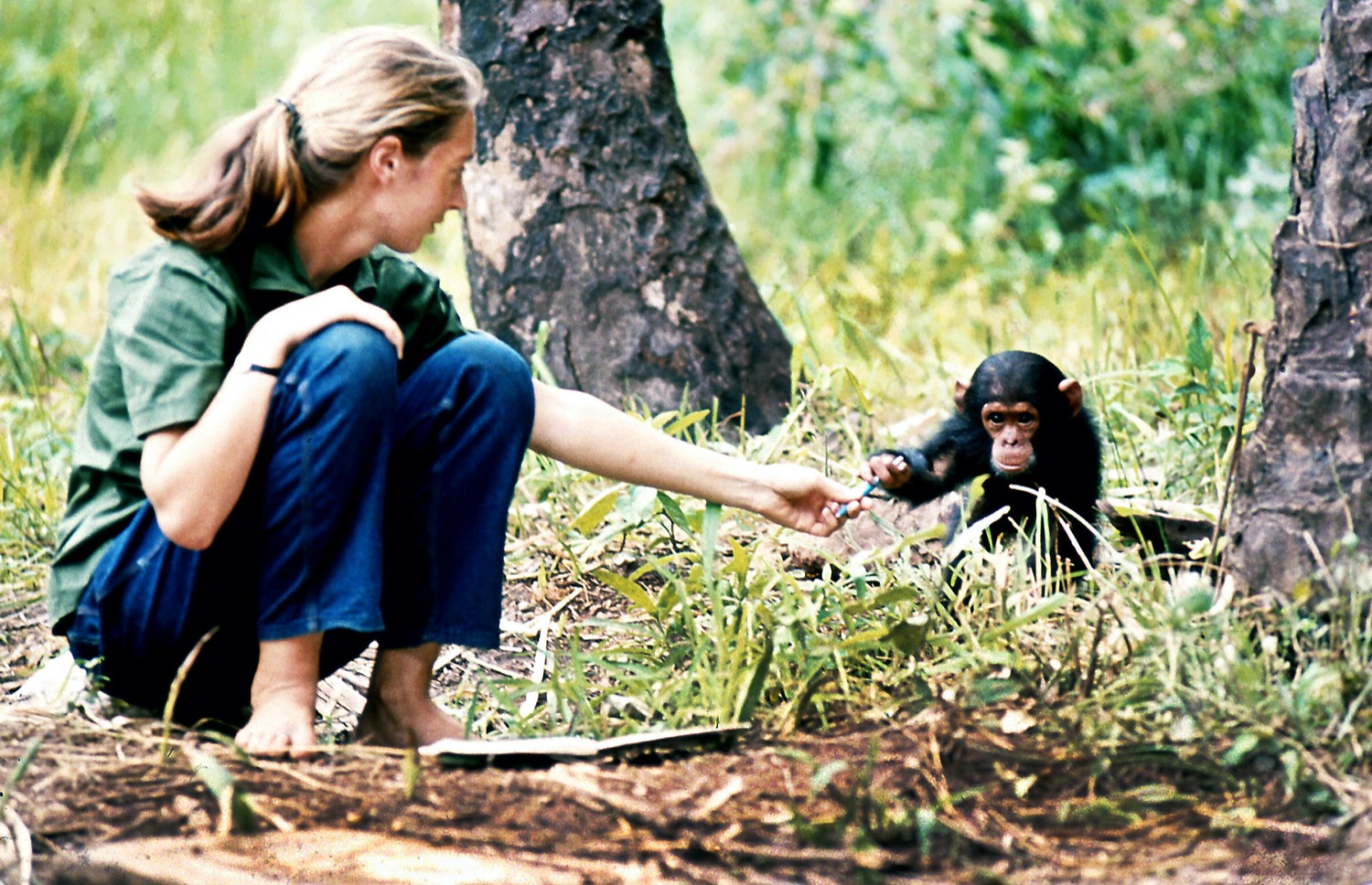 Reflecting On Jane Goodall’s Life In The Wild