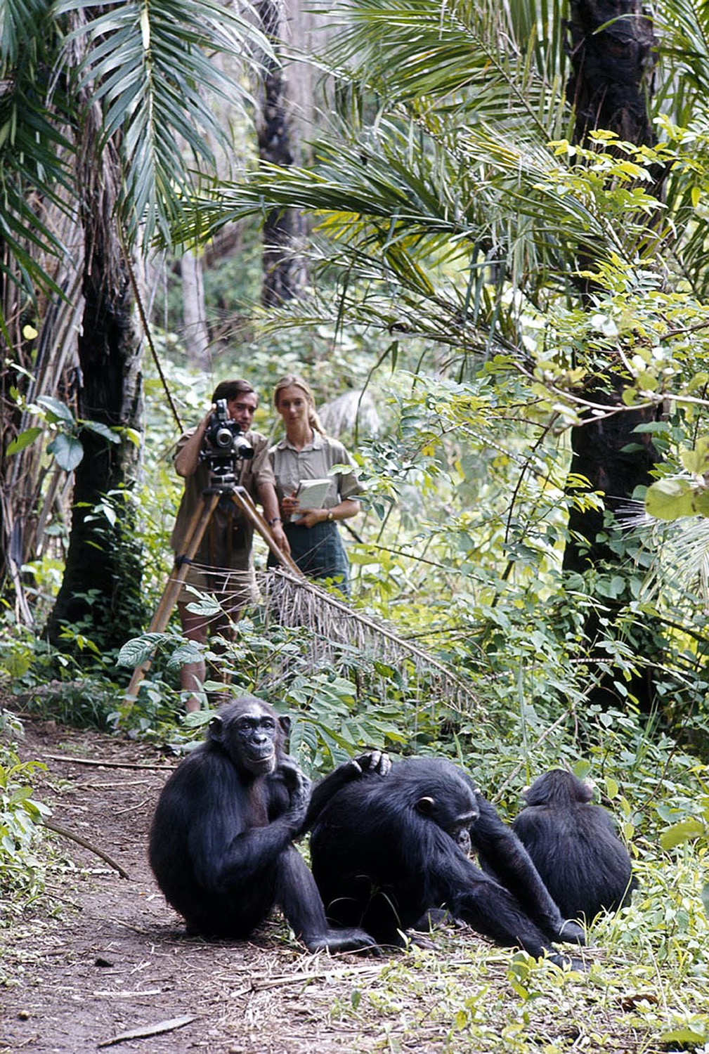 two researcher, a man and woman, observe and film a group of chimps in the jungle from afar