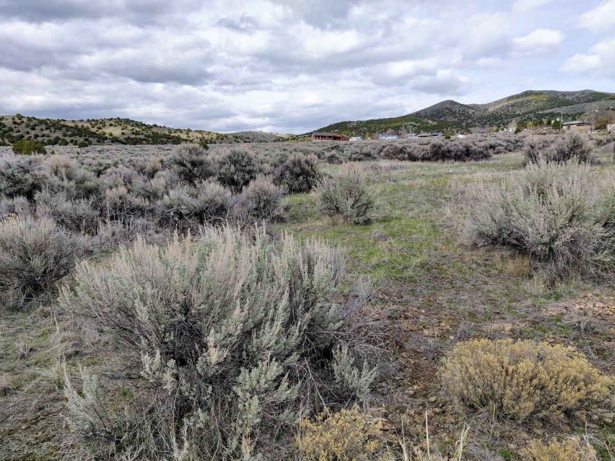 a focus on an unruly green shrub with lots of angled branches looking out at a patched field of more of the same plants on rolling hills. the sky is gray and cloudy