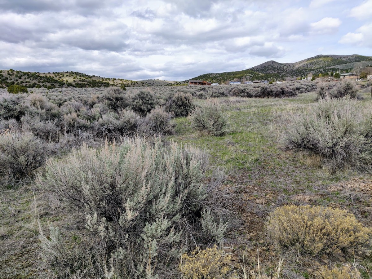 Saving The American West’s Sagebrush Sea