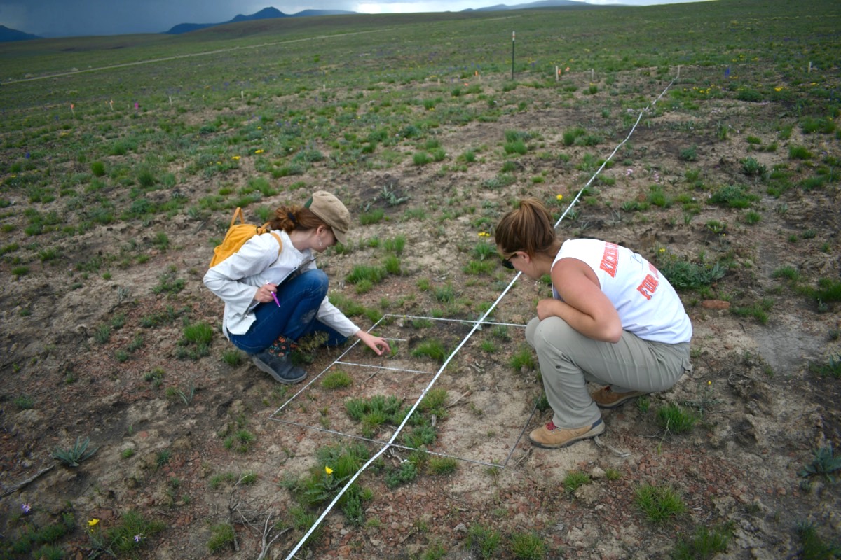 two women kneeling out in a wide open field. they are kneeling on the ground examining small grassy plants in a testing plot