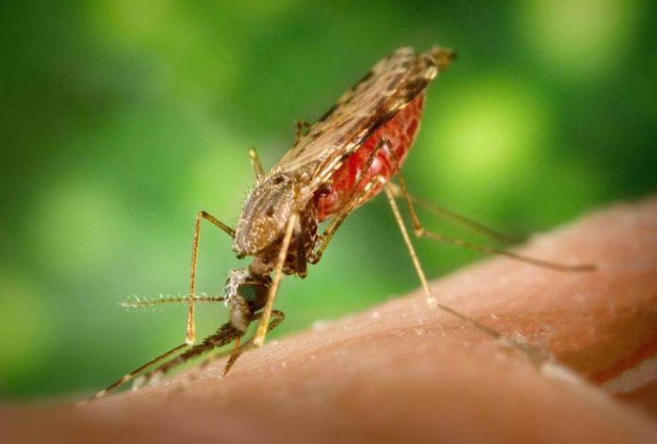 a closeup of a mosquito sucking blood on white human skin