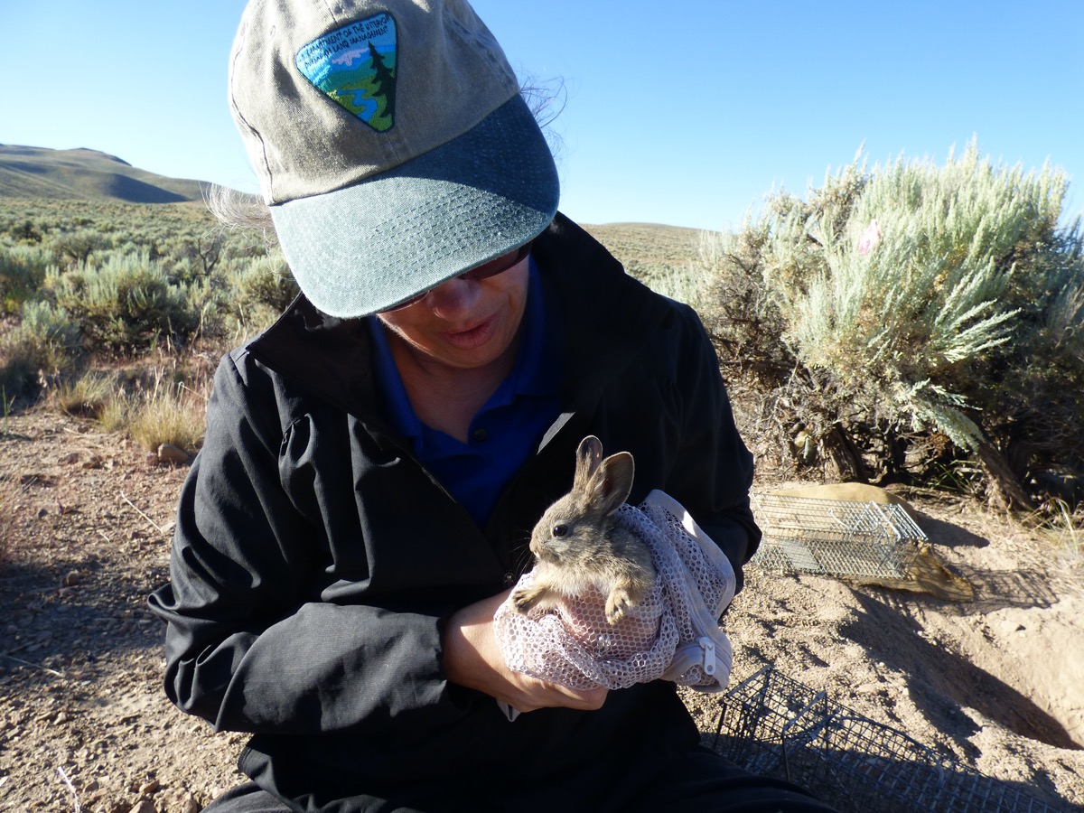 a woman scientist in a park's baseball cap and sitting in the desert amongst sagebrush holds a very small cute rabbit in a towel