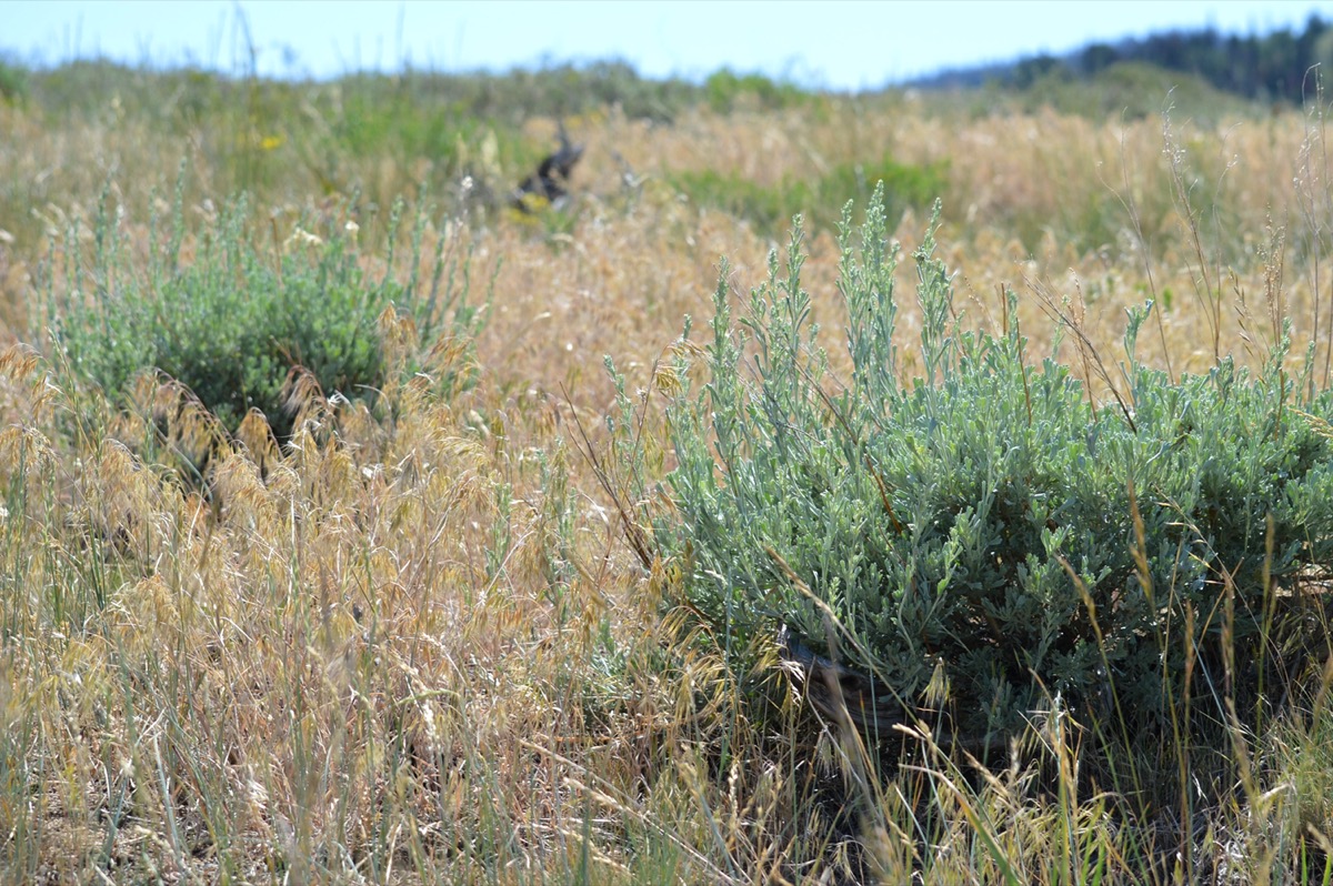 two light green leafy bushes are surrounded by a field of yellow, brown weeds 