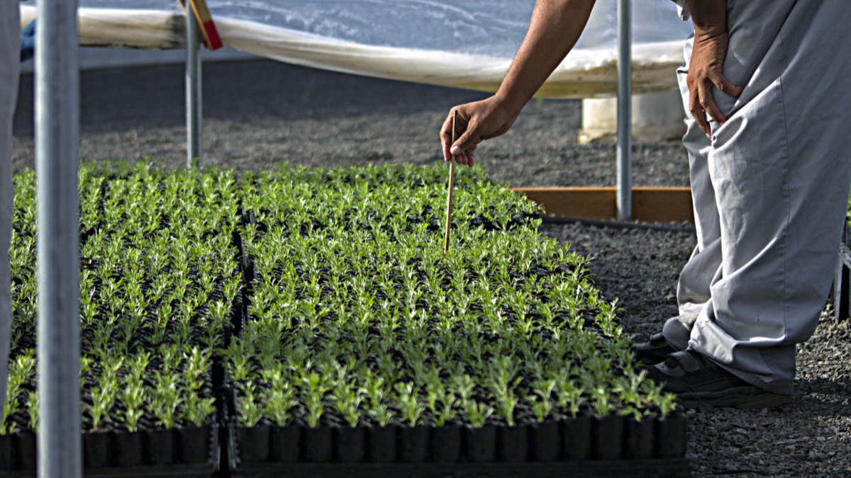 a person, only seen from the waist down, in a gray jumper leans down to press the end of a stick into a small seedling pot. there are tons of green little seedlings in other pots nearby 
