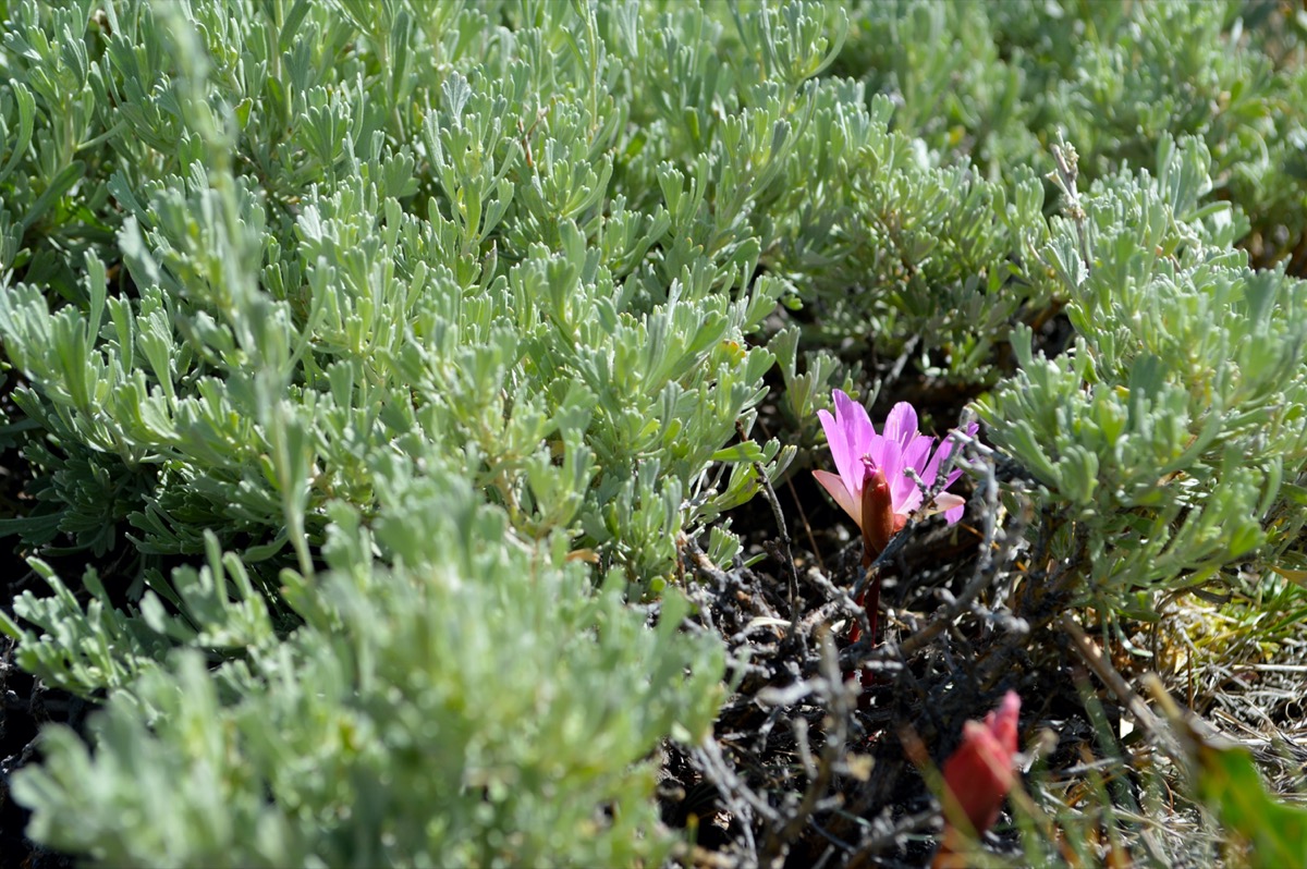 a small pink, purple flower grows under a blanket of a green leafy bush