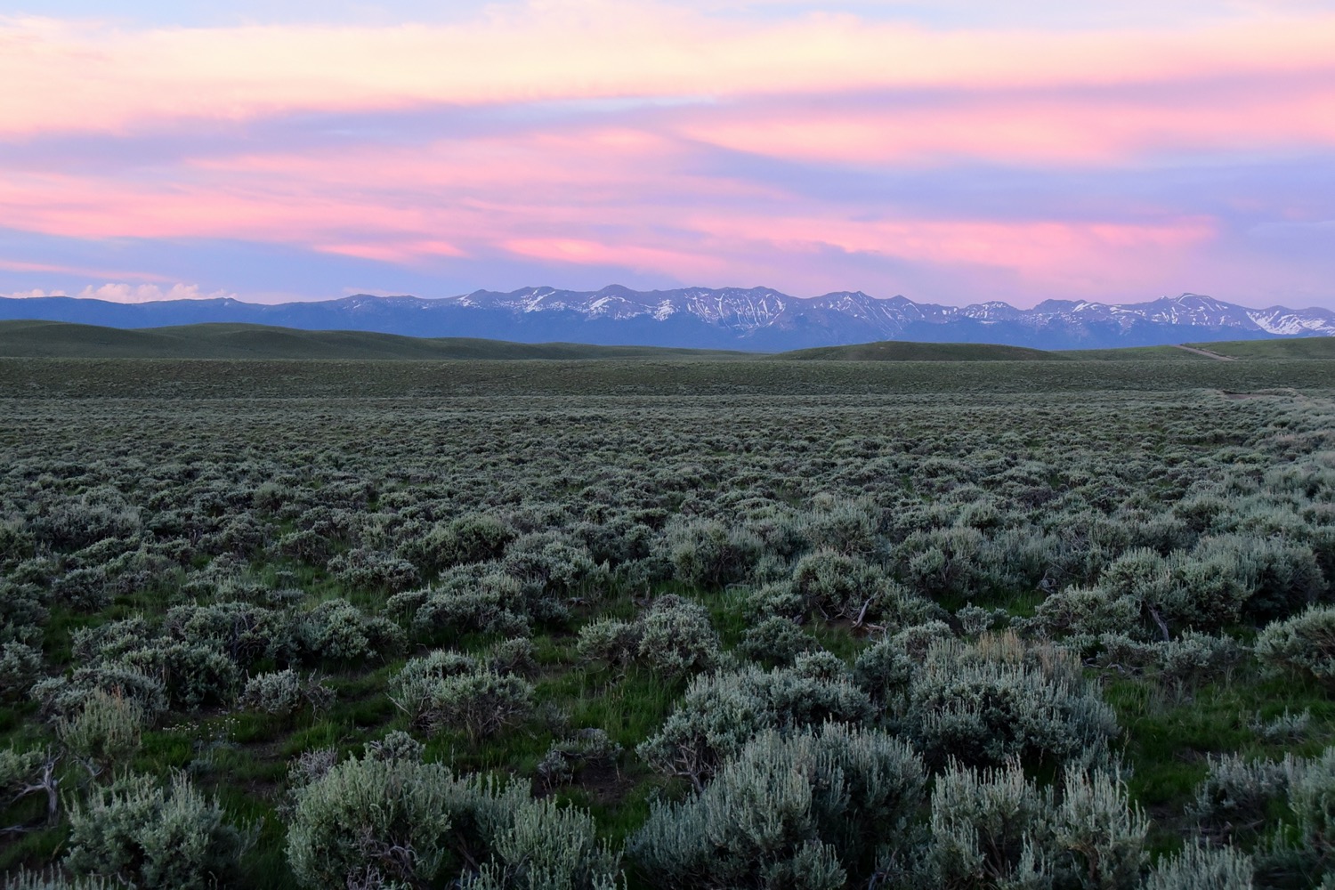 New tumbleweed species rapidly expanding range