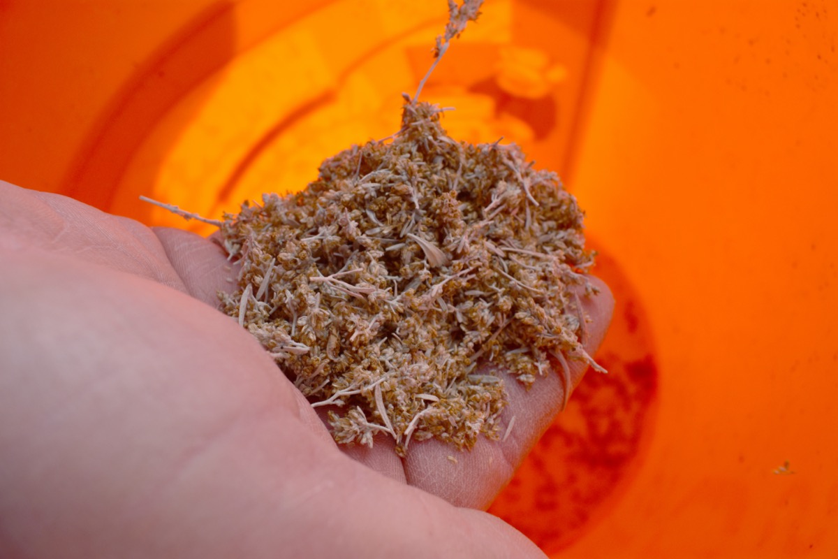 a hand holding a bunch of small yellow seeds that are attached to small twigs