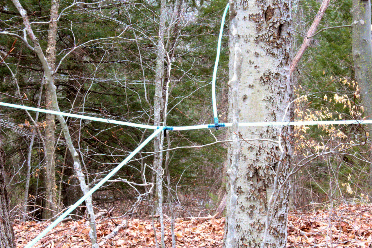 lines suspended above the ground connected to multiple trees