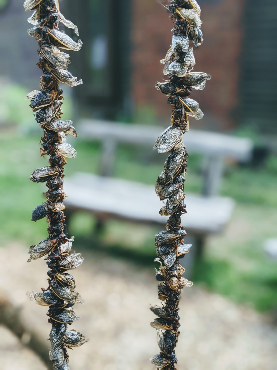 two strings of cicadas smoking over a fire pit