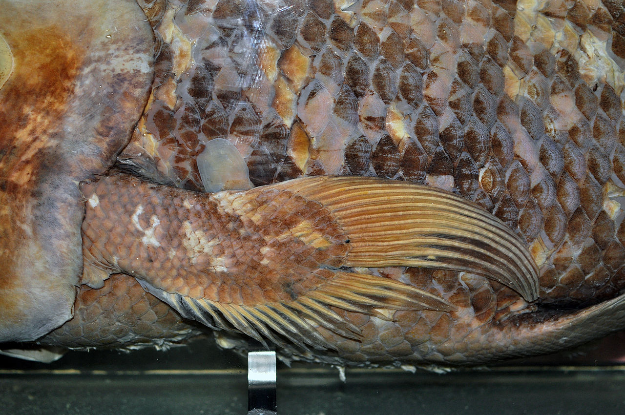 close-up image of a chunky and reddish fin against scales