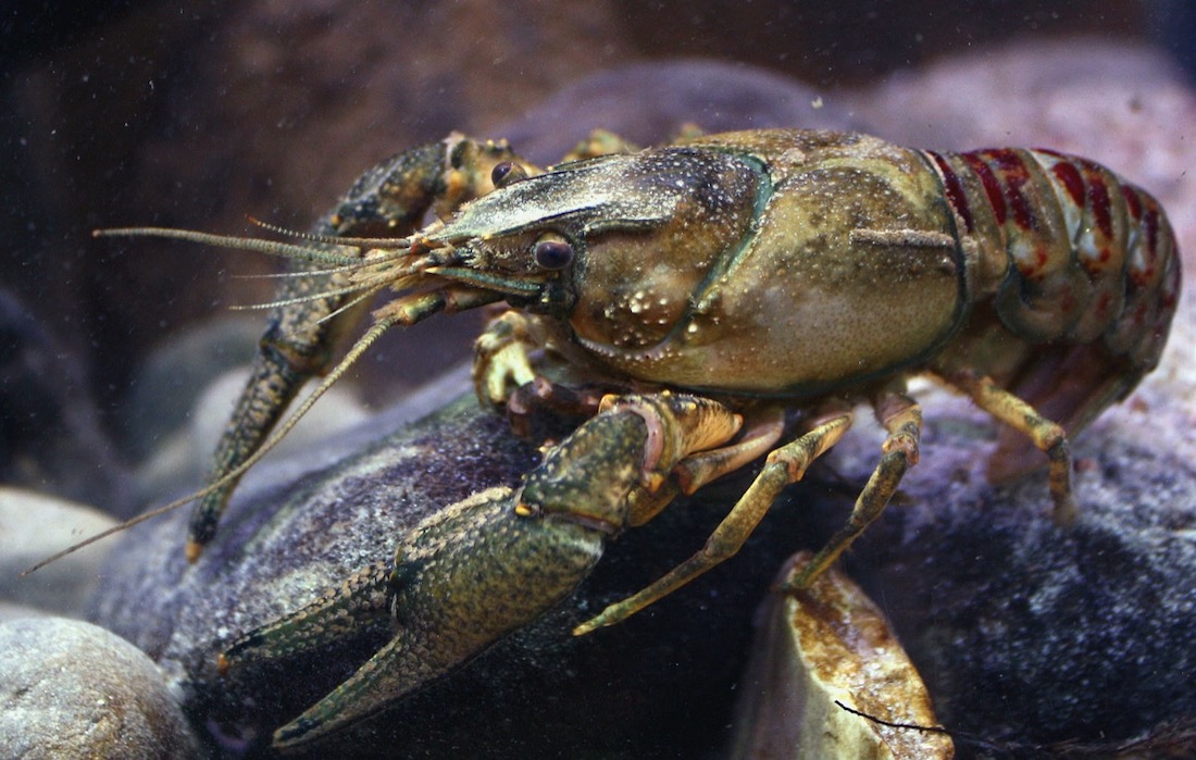 close up photo of a grayish-blueish and bug-like crayfish sitting on a rock, likely underwater