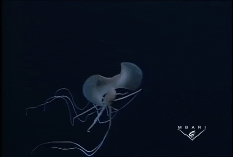 a deep sea squid with a pinkish white body and very large fins gentle waving. beneath its body are extremely long, thin arms and tentacles held in a bent position before they drift below into the deep dark sea
