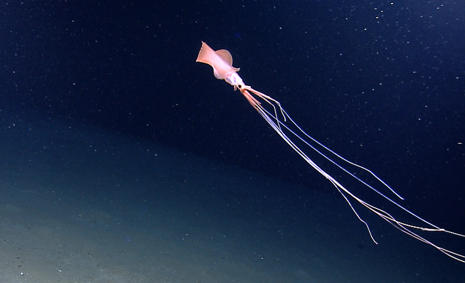 a light pink squid with a small large set of fins swimming in near the seafloor with its long 10 appendages flowing behind it