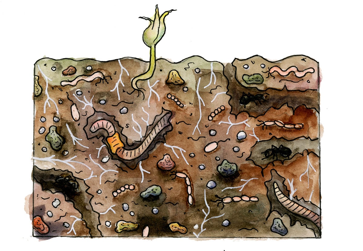 Illustration of a cross section of soil showing plant roots, sediments, rocks, worms, bugs, and bacteria.