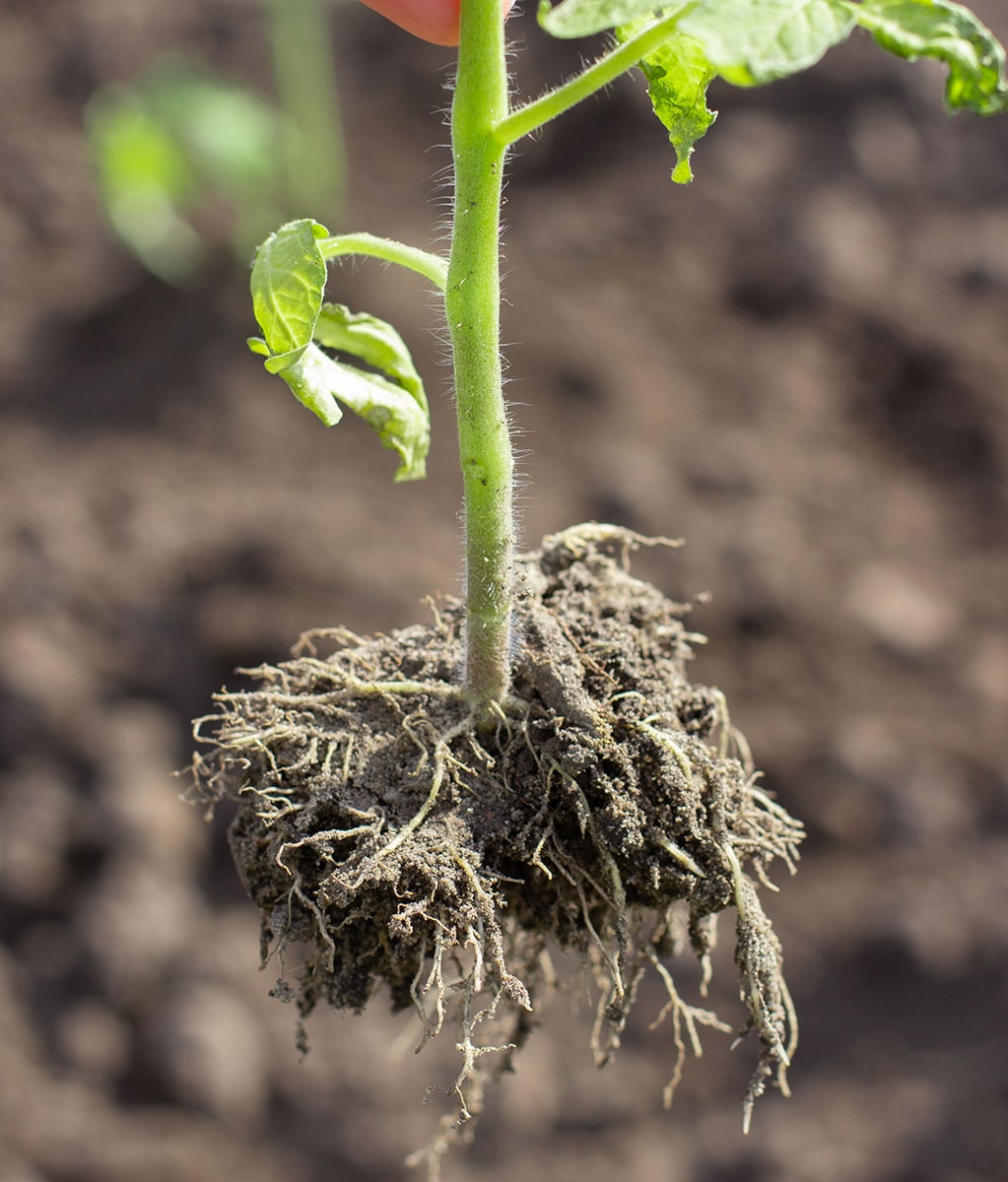 Plant pulled out of the ground, dirt on roots