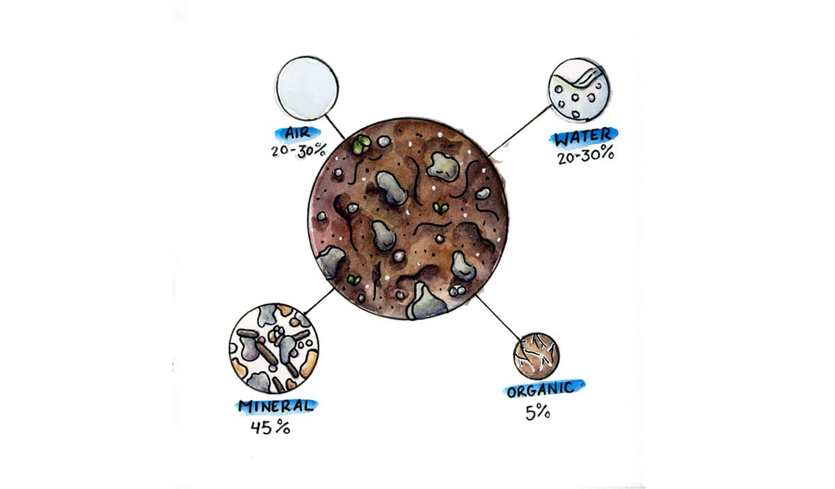 Illustration of soil that breaks down the components: 20-30% air, 20-30% water, 45% mineral, 5% organic matter (all approximate).