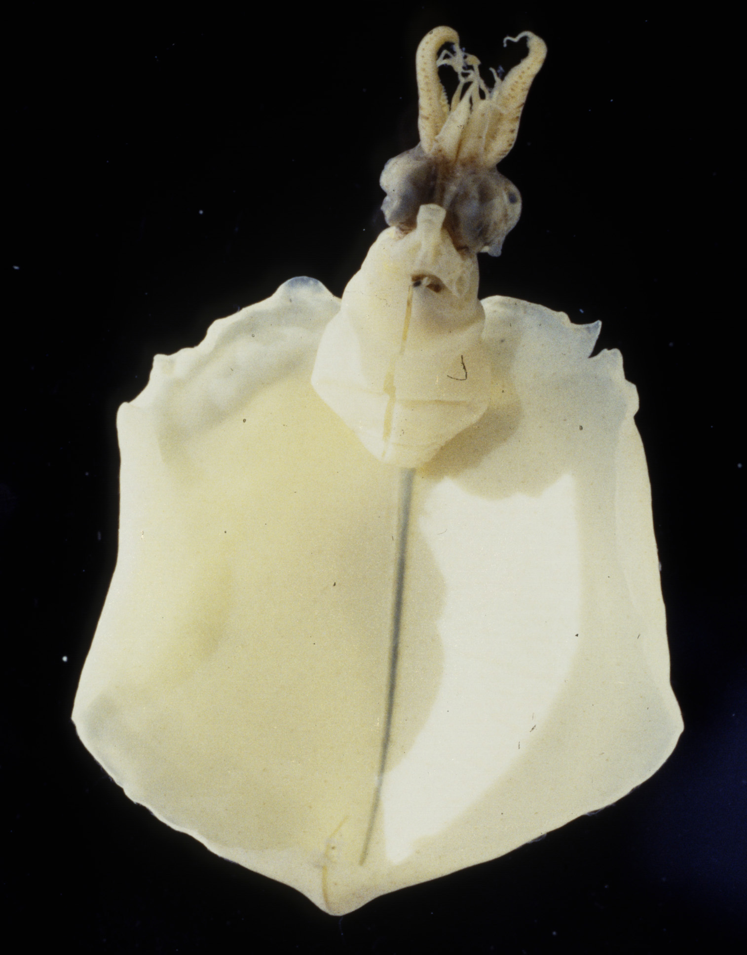 a white colored juvenile squid with very large heart shaped fins, larger than its body. it has short stubby looking tentacles