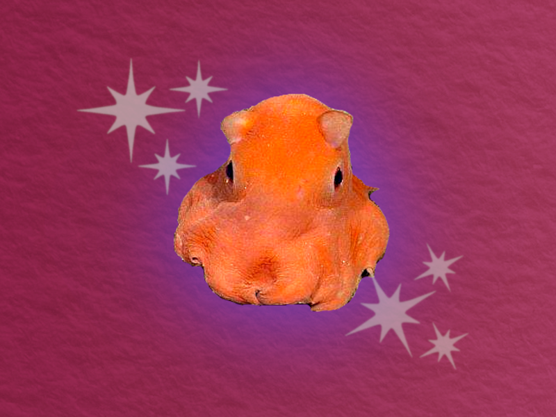 extremely cute and tiny pink-ish orange octopus with wide-set eyes set against halo light with cartoon sparkles all against a wine-color paper-textured background