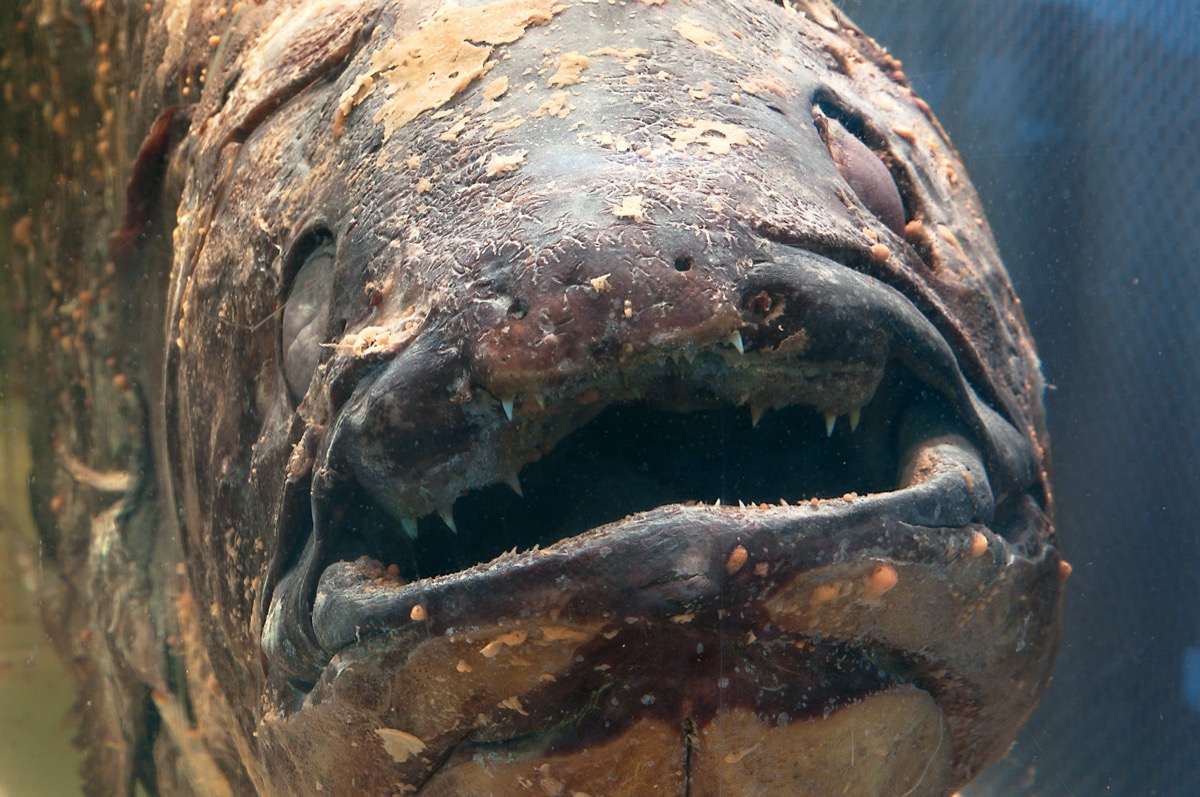 close up shot of an ancient-looking fish with an open mouth and mottled scales