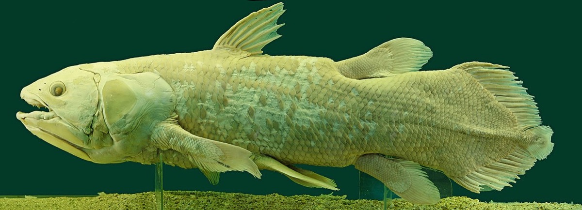 long preserved specimen on an ancient-looking and yellowish coelacanth against a dark background