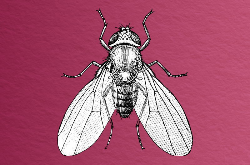 black and white sketch of aerial view of fruit fly with wings spread against a wine-colored, paper-textured background