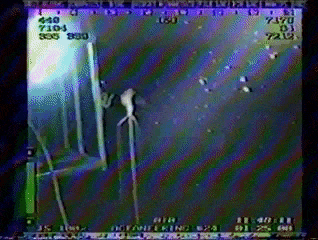 an eerie old video tape from a deep sea submersible of a strange squid suspending vertically by its large fins. as the camera and lights of the sub pan down, you see its long tentacles and arms extend down into the darkness 