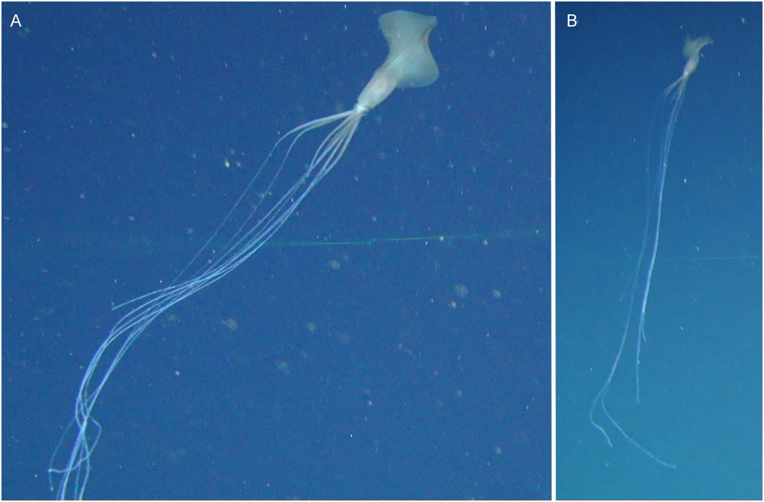 two photos side by side of squid showing extremely long thread like arms and tentacles